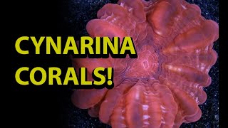 Cynarina Ccoral \\ How To Care For One The Coolest amp Unusual LPS Corals [upl. by Hanas]