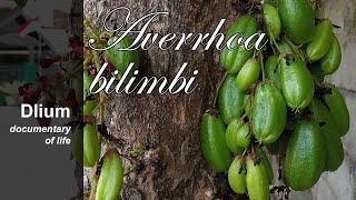 Bilimbi Averrhoa bilimbi [upl. by Canter]