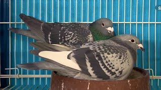 Racing pigeons Breeding loft tour and update [upl. by Uno276]