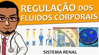 Sistema Excretor  Renal  Urinário 04  Regulação dos fluidos corporais fisiologia [upl. by Halie]