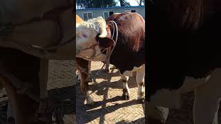 Record the daily life of cattle breeders Camel 114 [upl. by Biebel326]