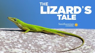 The Lizards Tale 107 Anoles In The City [upl. by Schellens973]