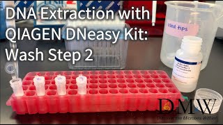 DNA Extraction with QIAGEN DNeasy Kit Wash Step 2 [upl. by Frederic941]