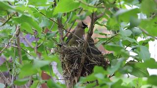 Cedar Waxwings In Their Nest [upl. by Nolaf]