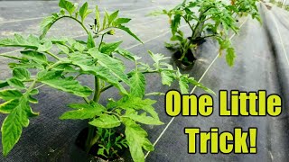 Making Tomato Plants 10x more Productive [upl. by Iatnohs]