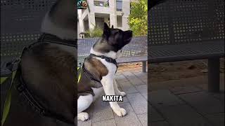 Amerikan Akita vs Japon Akita Hangisi Güçlü Çıkacak [upl. by Ynnel846]