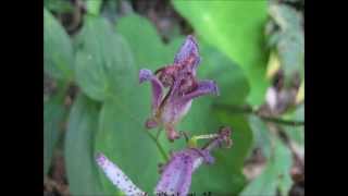 台灣油點草Tricyrtis formosana Baker [upl. by Dahsraf91]