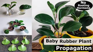 3 Easy Ways to Propagate Your Baby Rubber Plant Peperomia obtusifolia  Peperomia Propagation [upl. by Anestassia]