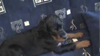 Gordon Setter  from 2 to 6 months old  Jerry HD 720p [upl. by Erihppas]