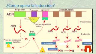 ABSORCIÓN Y METABOLISMO DEL NITRÓGENO EN PLANTAS [upl. by Inajar]