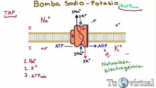 Fisiología  Bomba Sodio Potasio ATPasa  Transporte Activo Primario [upl. by Huoh]