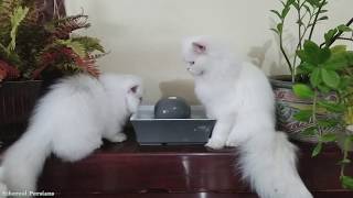 Our experience with a cat water fountain The PetSafe Drinkwell Seascape Fountain [upl. by Acinhoj544]