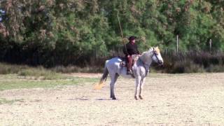 Manade Raynaud Camargue [upl. by Cyril860]