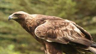 Steinadler Ruf Aquila chrysaetos [upl. by Annelak]