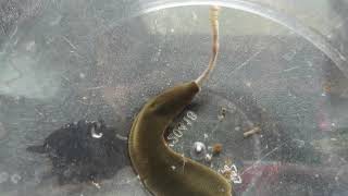 Feeding the Leech a Worm [upl. by Indihar]