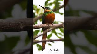 Rufoustailed Jacamar  Species Fact Card [upl. by Logan]