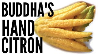 BUDDHAS HAND Taste Test amp CANDIED CITRON Recipe  Fruity Fruits [upl. by Madaras]