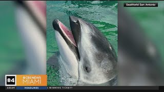 Miami Seaquarium Lolitas companion dolphin has a new home [upl. by Nawor]