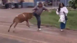 ANGRY GOAT TERRORIZE PEOPLE IN BRAZIL [upl. by Gittel85]