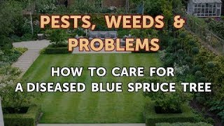 How to Care for a Diseased Blue Spruce Tree [upl. by Readus251]