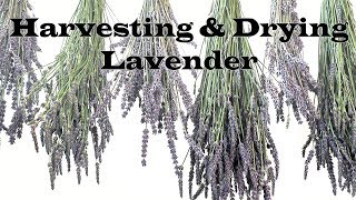 Harvesting and Drying Lavender [upl. by Llenor]