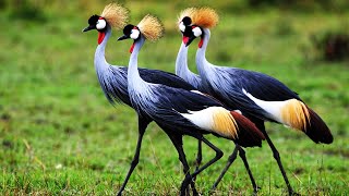 5 Most Beautiful Cranes In The World [upl. by Hagai286]