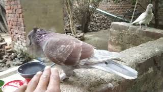 pigeon fight video subscribe [upl. by Rentsch]