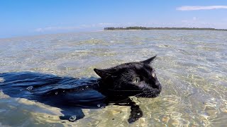 Cat loves to swim and doesnt want to stop [upl. by Illoh556]