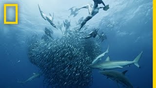 Sardine Feeding Frenzy  50 Shades of Sharks [upl. by Marden]