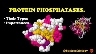 Protein phosphatases and their importance [upl. by Suckow933]