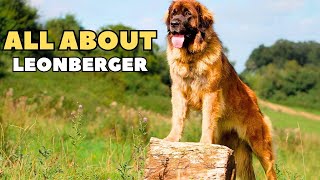 Leonberger The Ultimate Gentle Giant You Need to Meet [upl. by Enyaht]