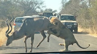 Male Lion Takes on Kudu in the Road [upl. by Gmur153]