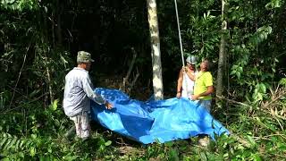 Coletas de cachos de bacaba Oenocarpus bacaba Mart usando a ferramenta para colheita [upl. by Polito]