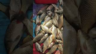 Blast fishing in turbela dam Par2 Blast fishing in turbela dam fishing bigfish viralfish [upl. by Sirapal]