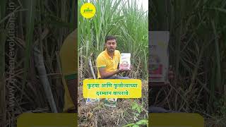 Jivanu PSB  जैविक खते कधी वापरावी  Phosphorus Solubilizing Bacteria  Biofertilizer for all crops [upl. by Ynatil170]