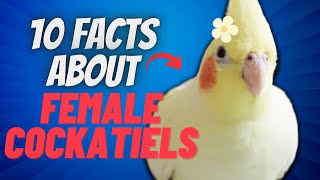 10 Things You Didnt Know About Female Cockatiels [upl. by Vilberg670]