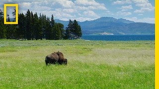 Spend a Relaxing Hour in Yellowstone’s Beautiful Landscapes  National Geographic [upl. by Sissie103]