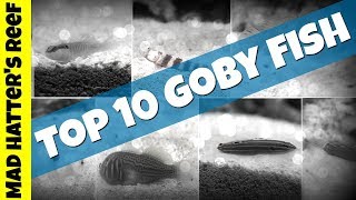 Top 10 Goby fish for Your Reef Tank [upl. by Rratsal]