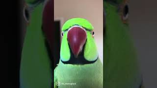 Talking Ringneck parrot saying Peekaboo [upl. by Yrot]