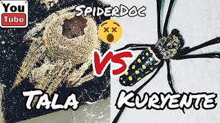 KURYENTE vs TALA Fast Fight Spider Fight [upl. by Kara-Lynn]