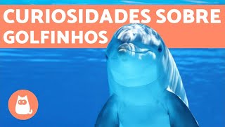 10 CURIOSIDADES SOBRE GOLFINHOS FANTÁSTICAS E CIENTÍFICAS 🐬 [upl. by Alliuqaj915]