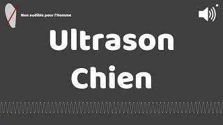 Ultrason contre pour chien [upl. by Meesan]