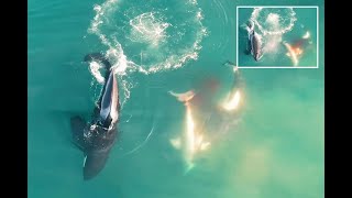 First ever drone footage of Orcas killing Great White shark South Africa 2022 [upl. by Lebanna]