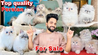 Persian Cats For Sale  Imported Breed Pure Persian Cat  Cats for sale  persian cat price in india [upl. by Einnov]