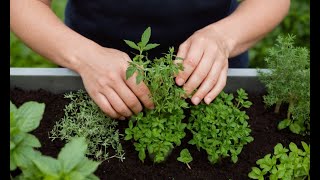 Herb Gardening for Beginners Everything You Need to Know [upl. by Kcyrred754]