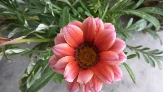 How to Grow Gazanias  tips amp care [upl. by Siletotsira276]