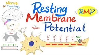 Hyperpolarization and depolarisation  neurone membrane  BioPsychology [upl. by Alyel231]