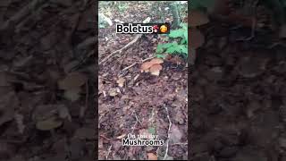 Mushrooms🍄🍄‍🟫pilze boletus funghi mushrooms porcini gribi grzyby shorts грибочки білігриби [upl. by Uzzi]