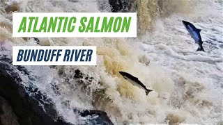 Atlantic Salmon Returning to the Bunduff River Co Sligo and Co Leitrim Ireland [upl. by Odlaw148]