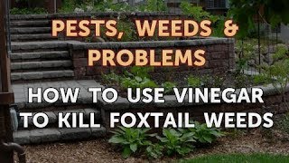 How to Use Vinegar to Kill Foxtail Weeds [upl. by Delacourt]